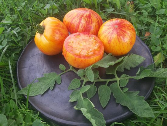 Lovers Lunch tomātu sēklas  ( 10 gb)  (sel. Brad Gates)